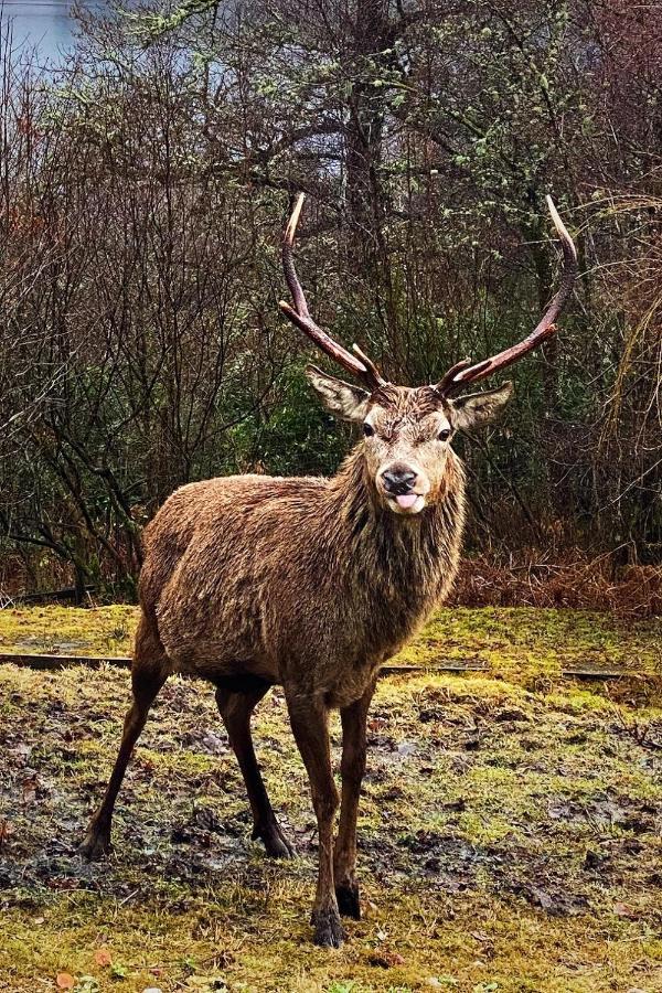 Tarmachan Cottage - West Highland Getaway ฟอร์ตวิลเลียม ภายนอก รูปภาพ
